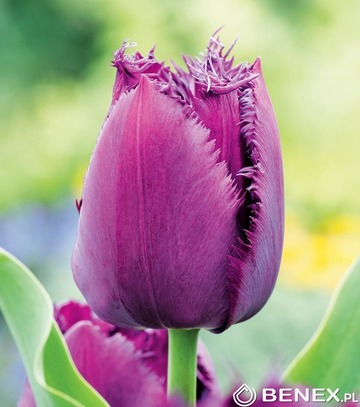 Showbox Tulip - Tulipan Strzępiasty "4" 11/12 150 Szt.