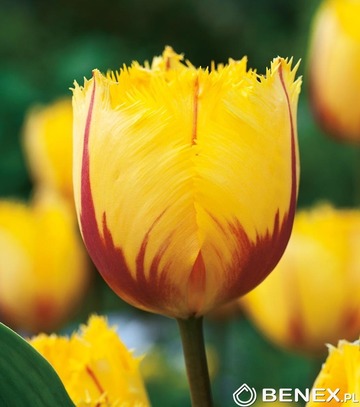 Showbox Połówkowy Tulip - Tulipan Strzępiasty "4" 11/12 75 Szt.