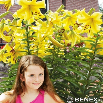Showbox 10-Cio Komorowy Lilium - Lilia Drzewiasta Ot Hybride 18/20 80 Szt.