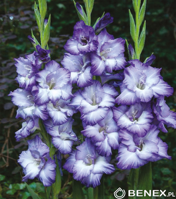 Showbox Gladiolus - Mieczyk Wielkokw. "6" 12/14 300 Szt.