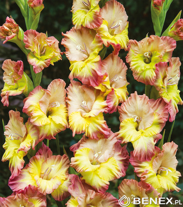 Showbox Gladiolus - Mieczyk "18" 12/14 300 Szt.