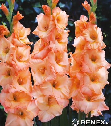 Showbox Połówkowy Gladiolus - Mieczyk "19" 12/14 150 Szt.