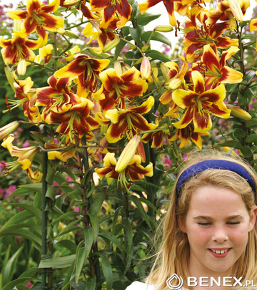 Showbox Lilium -  Lilia Drzewiasta Ot Hybride "7"  22/24 Cebule Xxl 70 Szt.