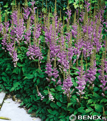 Showbox Astilbe - Tawułka Ogrodowa "2"  I Wybór 40 Szt.