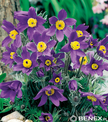 Showbox Połówkowy  Pulsatilla, Rudbeckia - Sasanka, Rudbekia I  Wybór 20 Szt.