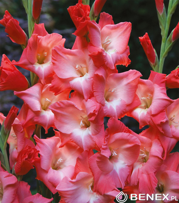 Showbox 10-Cio Komorowy Gladiolus - Mieczyk Wielkokwiatowy  "4" 12/14  300 Szt.