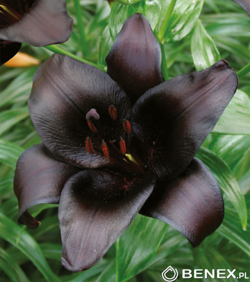 Showbox Połówkowy Lilium - Lilia 16/18 50 Szt.