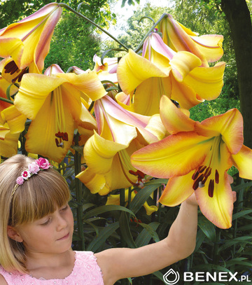 Showbox Lilium - Lilia Drzewiasta  Ot Hybride  "1"  16/18 100 Szt.