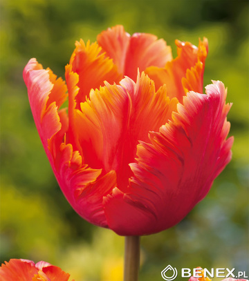 Showbox Połówkowy Tulip - Tulipan Papuzi "1" 11/12  125 Szt.