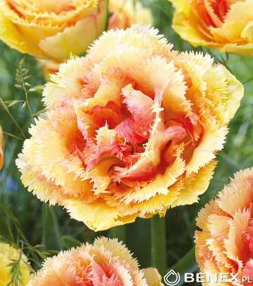 Showbox Tulip - Tulipan Strzępiasty Pełny "2" 11/12  150 Szt.