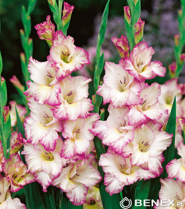 Showbox Gladiolus - Mieczyk Xxl  "2" 16/+   200 Szt.