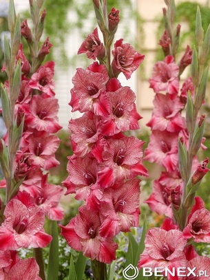 Showbox Połówkowy Gladiolus - Mieczyk "20" 12/14 150 Szt.