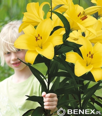 Showbox Lilium -  Lilia Drzewiasta Ot Hybride "4" 16/18 100 Szt.
