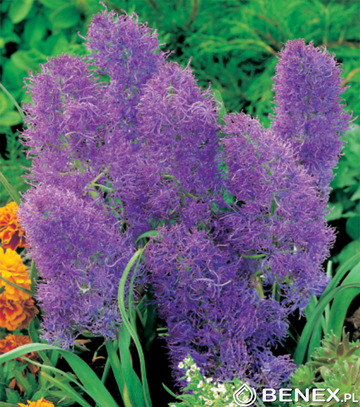 Showbox Muscari - Szafirek "1" 7/8 500 Szt.