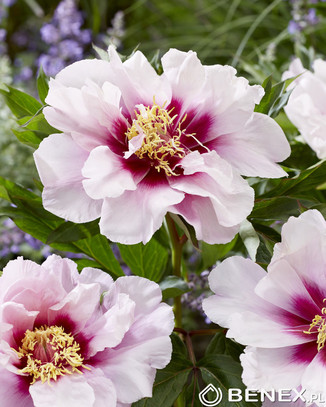 Showbox Paeonia Itoh - Piwonia Drzewiasta "6" 2/3 20 Szt.