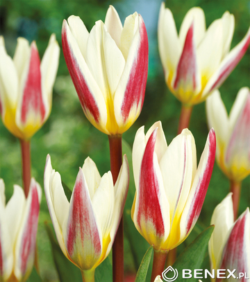 Showbox Połówkowy Tulip - Tulipan Niski 10/11 125 Szt.