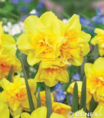 Showbox Narcissus - Narcyz Botaniczny "2" 12/14 300 Szt.