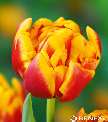 Showbox Połówkowy Tulip - Tulipan Pełny "4" 11/12  75 Szt.