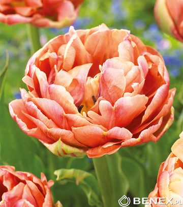 Showbox Połówkowy Tulip - Tulipan Pełny "5" 11/12 75 Szt.