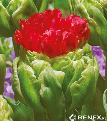 Showbox Połówkowy Tulip - Tulipan Lodowy "2" 11/12 75 Szt.