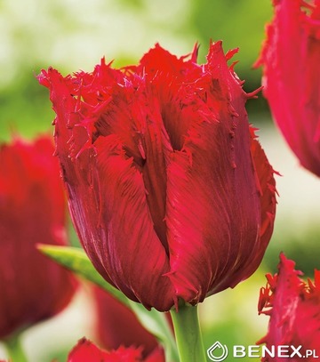 Showbox Połówkowy Tulip - Tulipan Strzępiasty "3" 11/12 125 Szt.