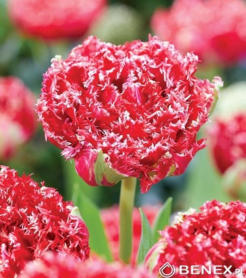Showbox Połówkowy Tulip - Tulipan Strzępiasty Pełny "1" 11/12  75 Szt.