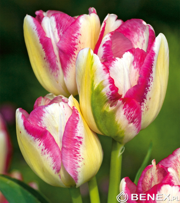 Showbox Połówkowy Tulip - Tulipan Wielokwiatowy "2" 11/12  125 Szt.
