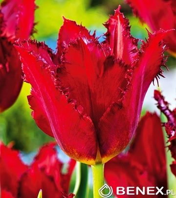 Showbox 10-Cio Komorowy Tulip - Tulipan Strzępiasty 11/12 250 Szt.