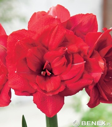 Showbox Hippeastrum - Amarylis Pełny "3" 22/24  30 Szt.