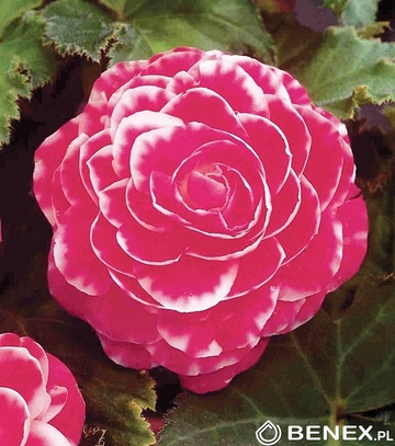 Showbox Begonia Dwukolorowa 5/+  100 Szt.