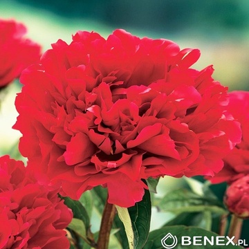 Showbox Połówkowy Paeonia - Piwonia "2"  2/3 (Dostępna Od 37 Tygodnia) 20 Szt.
