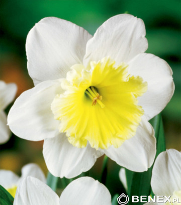 Showbox Narcissus - Narcyz Wielkoprzykor. 14/16  150 Szt.
