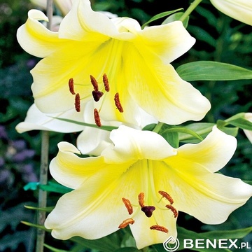 Showbox Lilium - Lilia Turkish Cup 16/18 100 Szt.