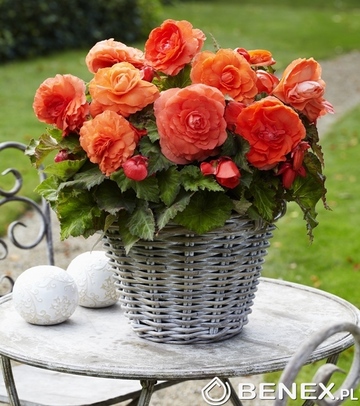 Showbox Połówkowy Begonia Superba 5/+ 50 Szt.