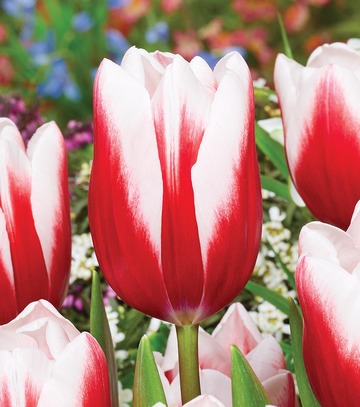 Showbox Tulip - Tulipan Triumph "5"  11/12 250 Szt.