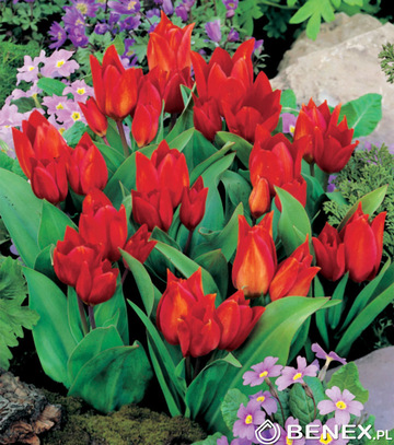 Showbox 10-Cio Komorowy Tulip - Tulipan Botaniczny 500 Szt.
