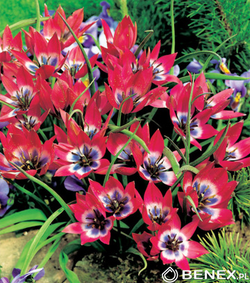 Showbox Tulipa - Tulipan Botaniczny "2" 6/7  500 Szt.