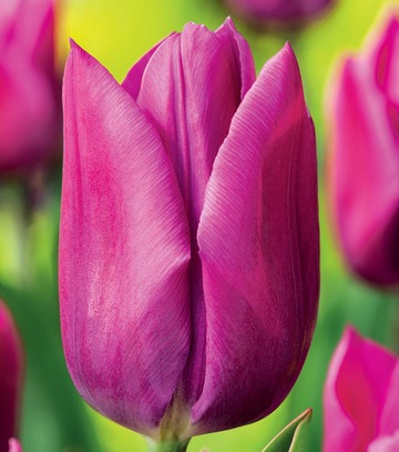 Showbox Połówkowy Tulip - Tulipan Triumph "5" 11/12 125 Szt.