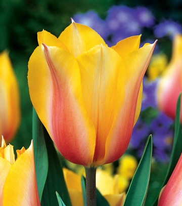 Showbox Połówkowy Tulip - Tulipan Triumph "5"  11/12 125 Szt.