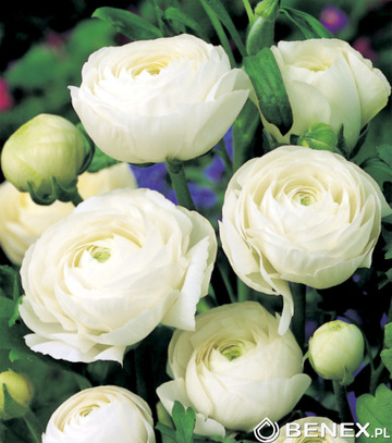 Showbox Ranunculus - Jaskier "1" 6/+  500 Szt.