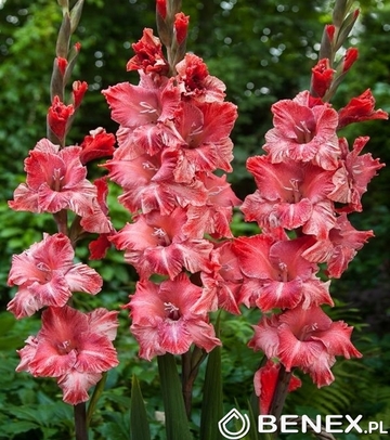 Showbox Gladiolus - Mieczyk "23" 12/14 300 Szt.