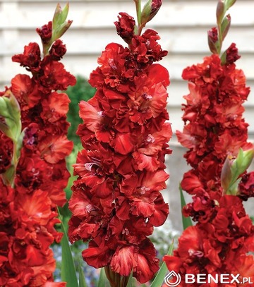 Showbox Gladiolus - Mieczyk "22" 12/14 300 Szt.