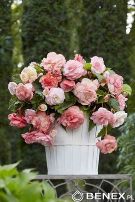 Showbox Begonia Dla Kolekcjonera 5/+  100 Szt.
