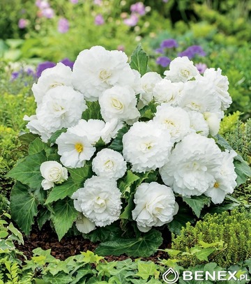 Showbox Begonia Non Stop 5/+  100 Szt.
