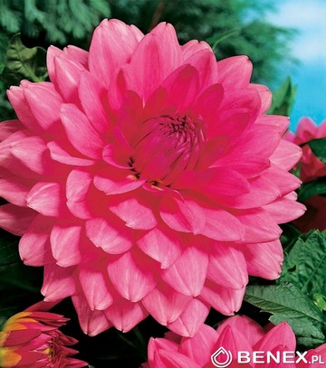 Showbox Dahlia - Dalia Dekoracyjna Promocyjna I Wybór 40 Szt.