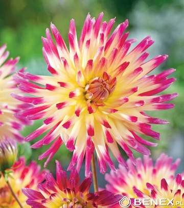 Showbox Dahlia - Dalia Kaktusowa "1" I Wybór 40 Szt.