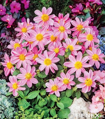 Showbox Dahlia - Dalia Karłowa I Wybór 40 Szt.