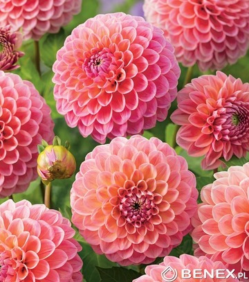Showbox Dahlia - Dalia Pomponowa "1" I  Wybór 40 Szt.