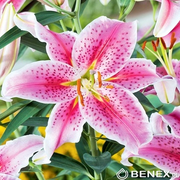 Showbox Lilium - Lilia Orientalna "1" 18/20 80 Szt.