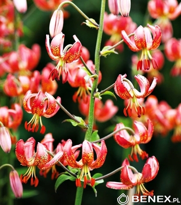 Showbox Lilium - Lilia Martagon 16/18 50 Szt.
